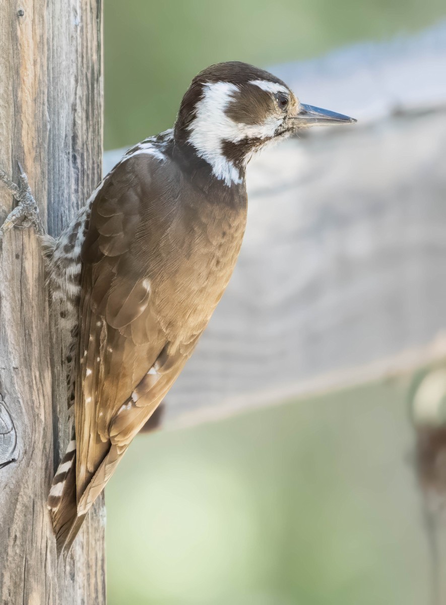 Arizona Woodpecker - Howard Cox