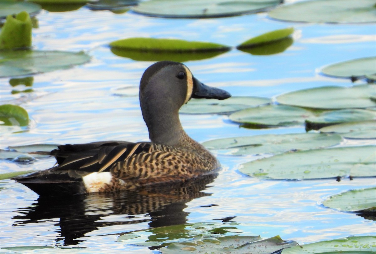 Blue-winged Teal - ML619535865