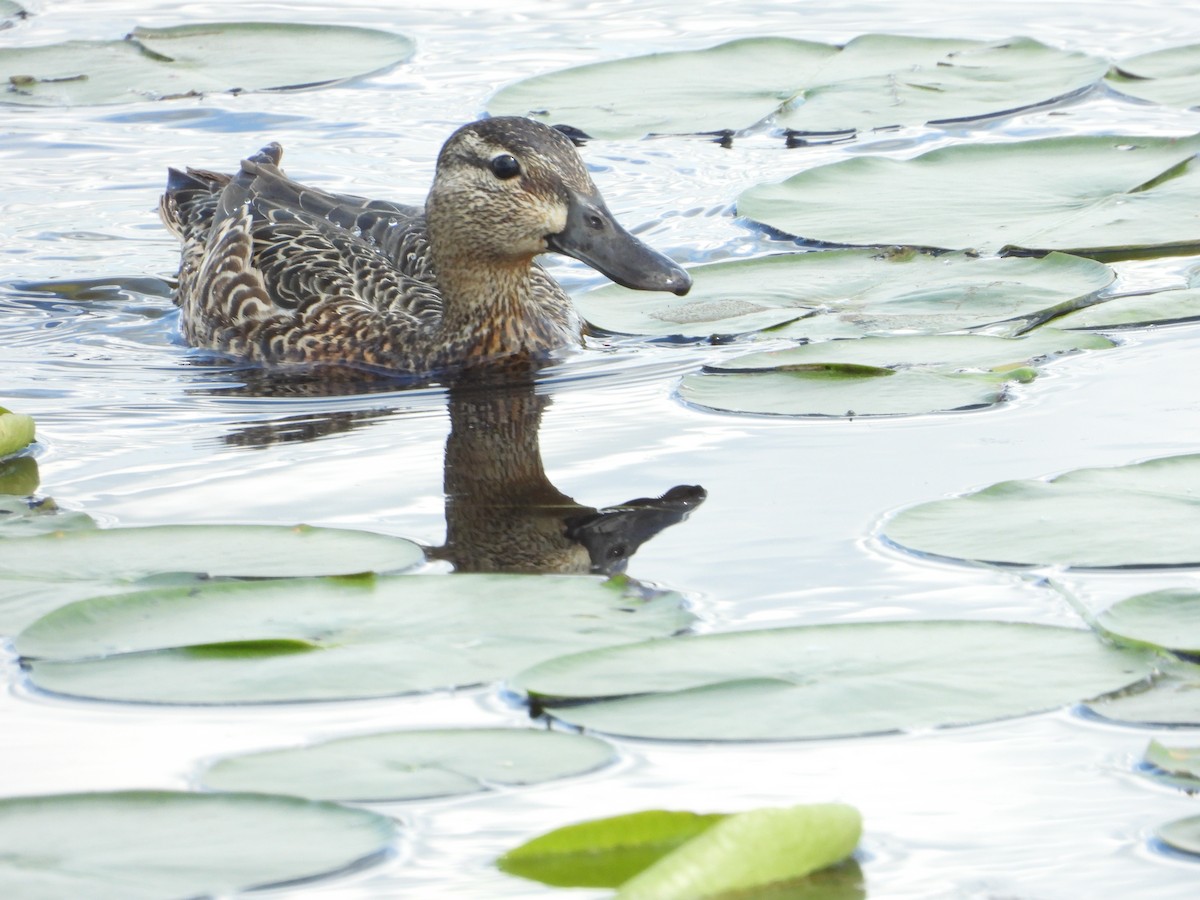 Blue-winged Teal - Marcia Suchy