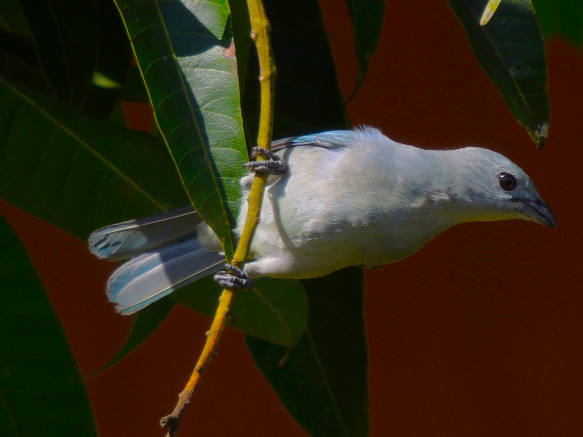 Blue-gray Tanager - Roger Lambert