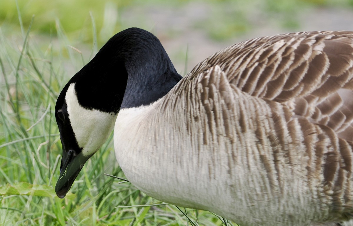 Canada Goose - Cheryl Cooper