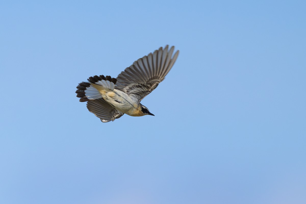 Northern Wheatear - Sylvain Reyt