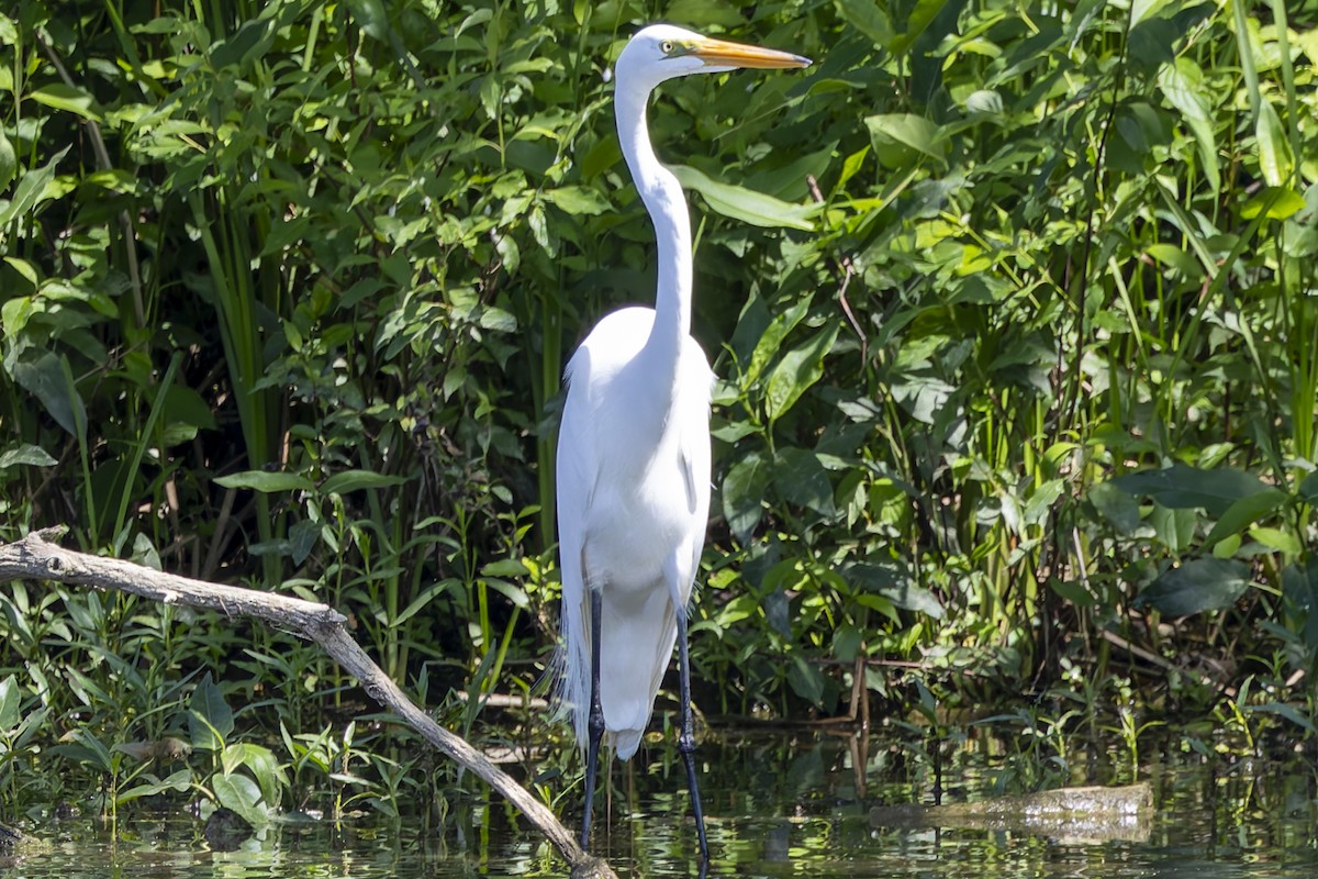 Great Egret - Jay Smith