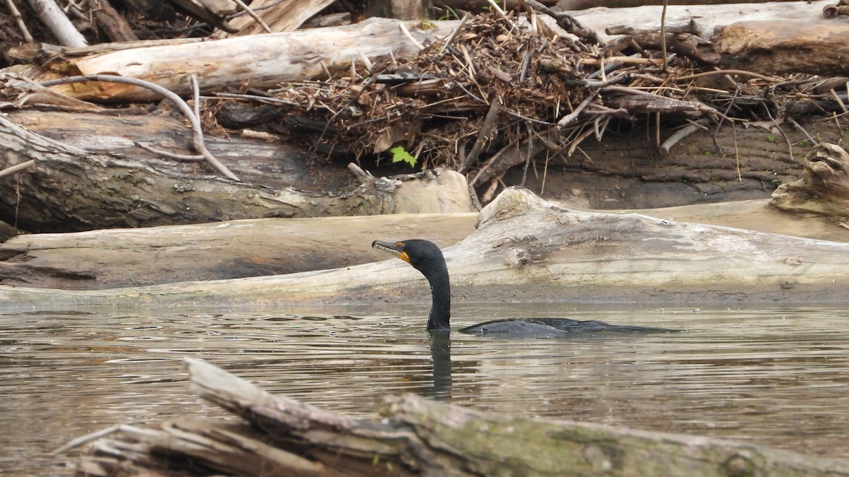 Double-crested Cormorant - Andy Buchsbaum