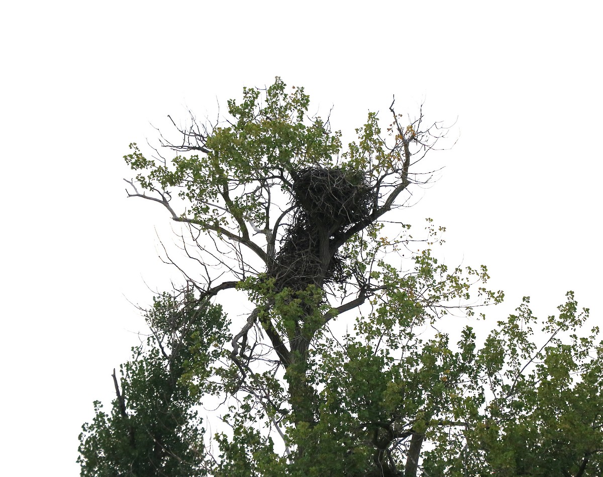 Bald Eagle - ML619535886