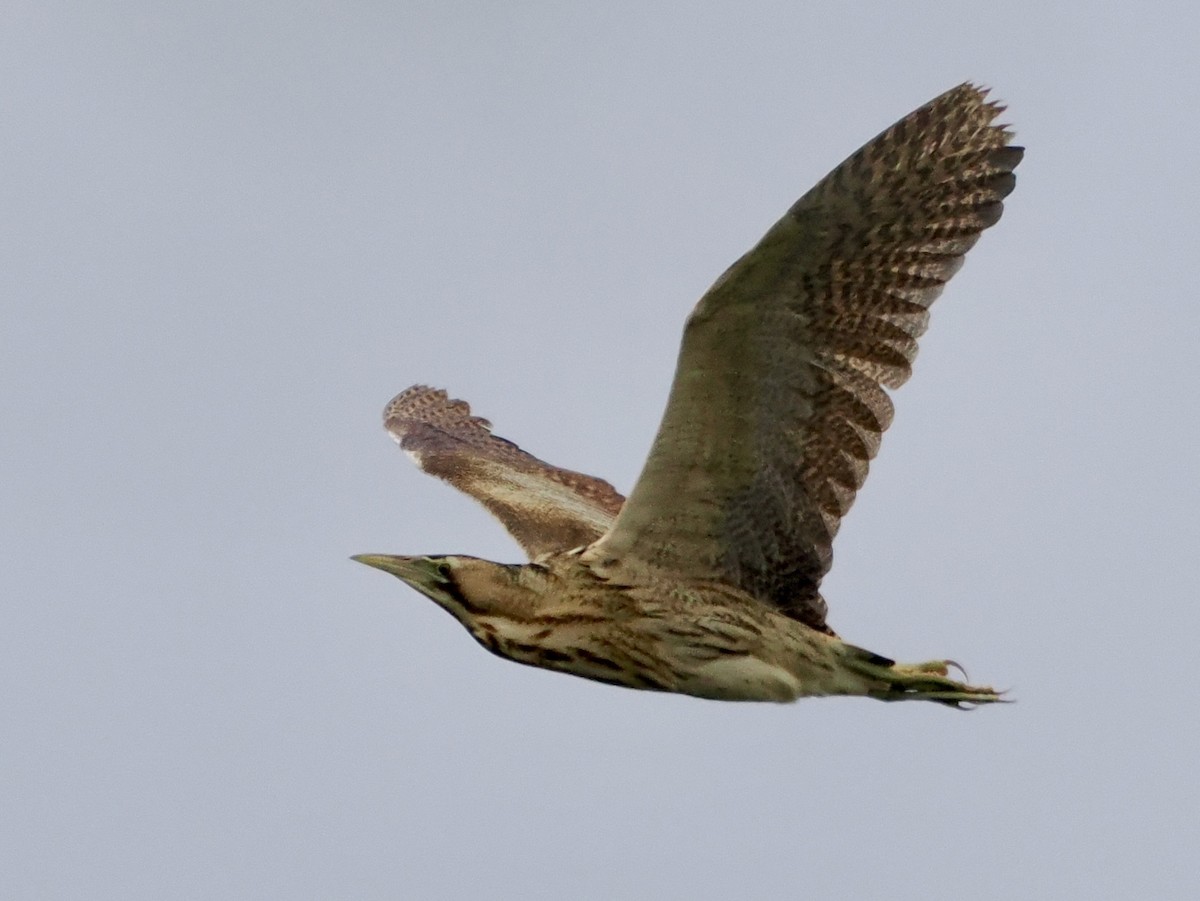 Great Bittern - Cheryl Cooper