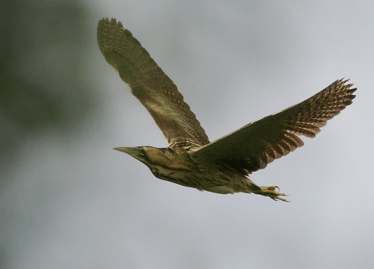 Great Bittern - Cheryl Cooper