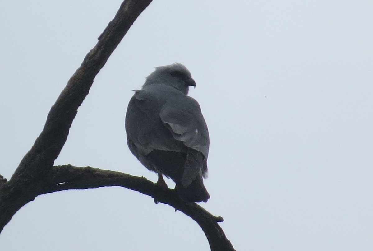 Mississippi Kite - Robin Skinner