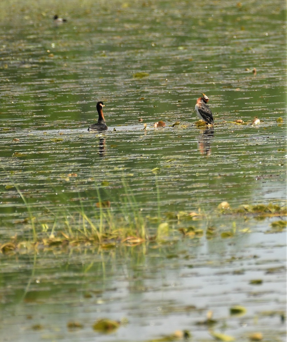 Red-necked Grebe - Marcia Suchy