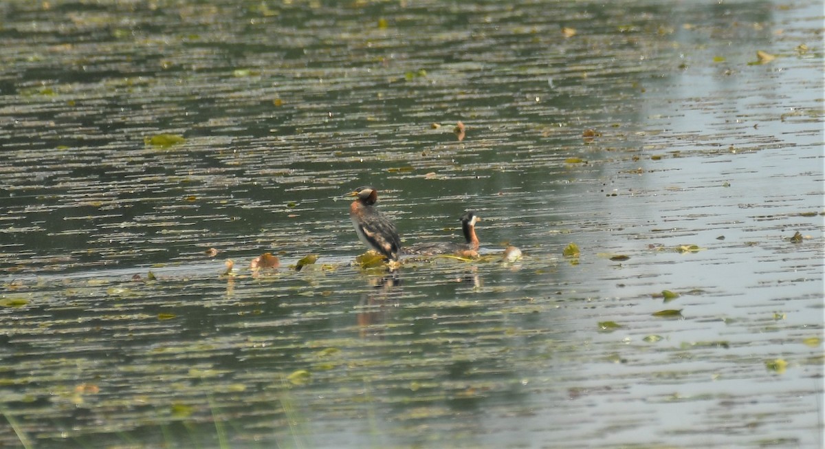 Red-necked Grebe - Marcia Suchy