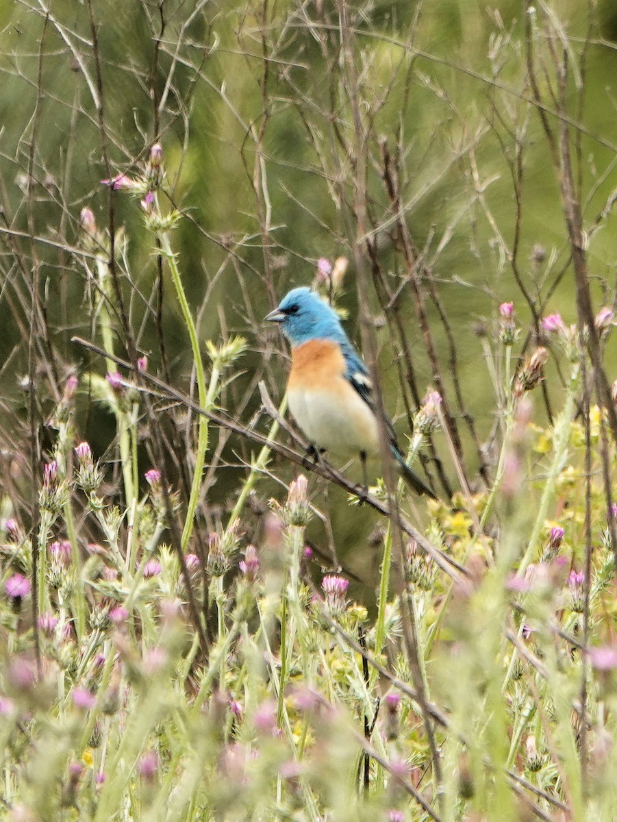 Lazuli Bunting - Sue Foster