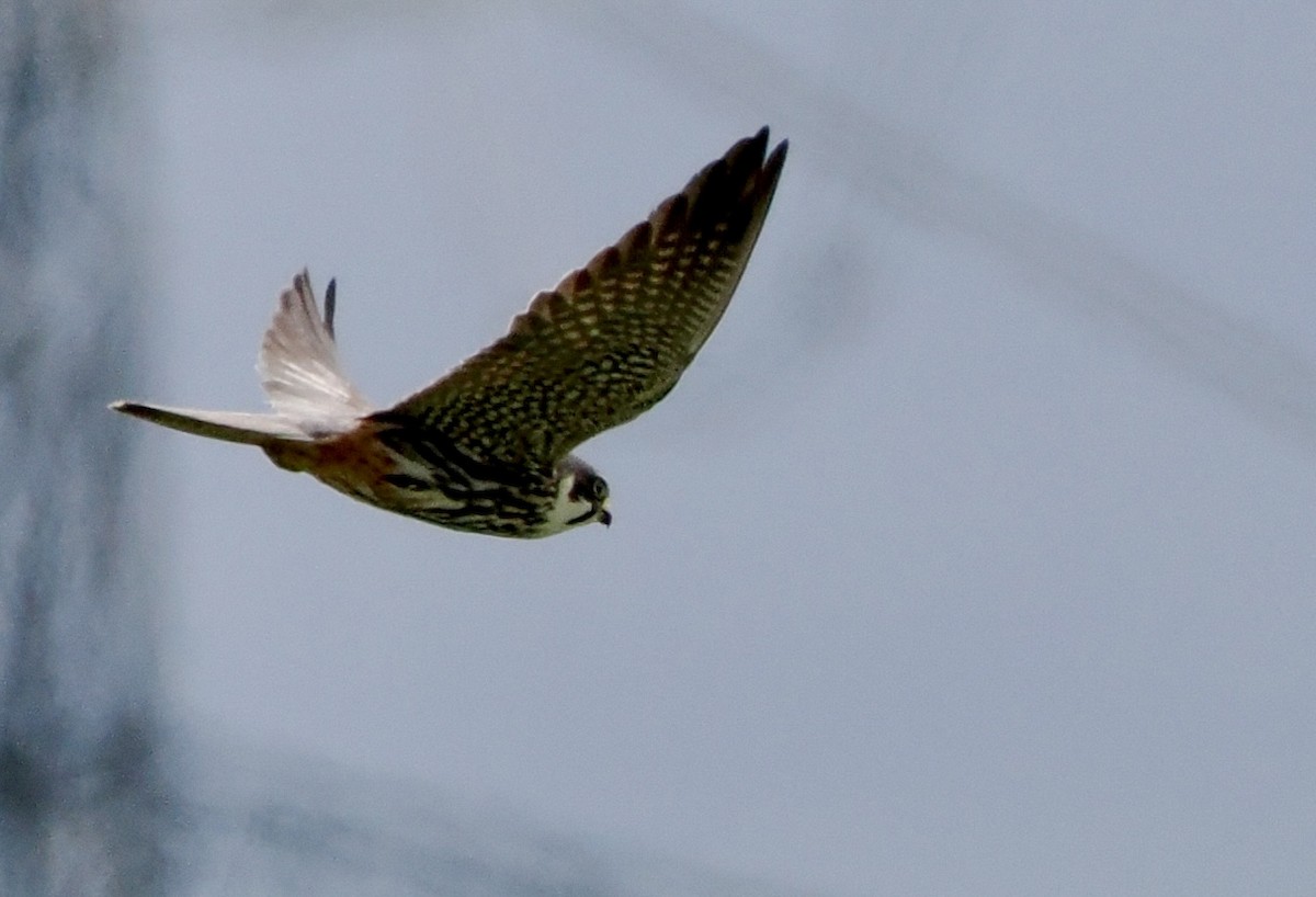 Eurasian Hobby - Cheryl Cooper