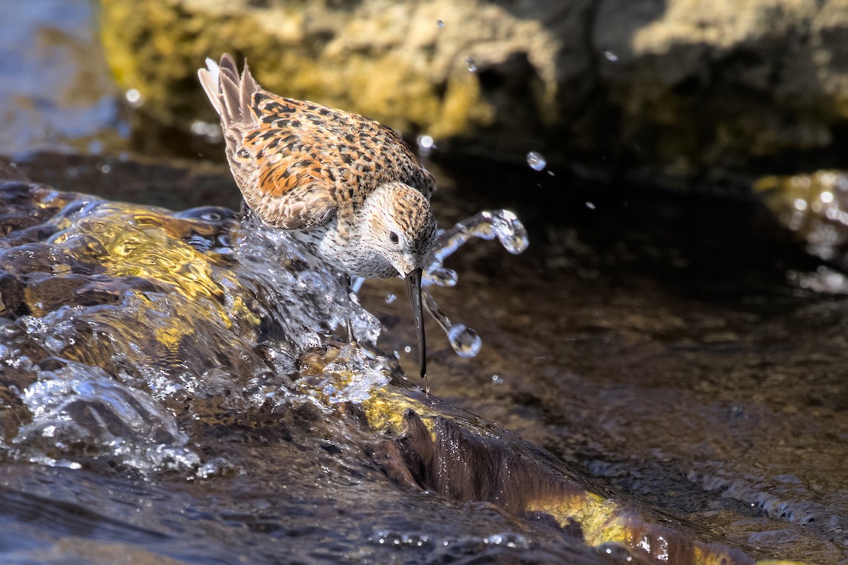 Dunlin - Gihyun Yoo