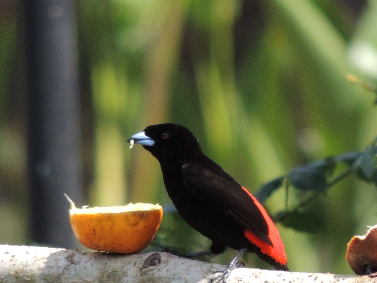 Scarlet-rumped Tanager - Roger Lambert