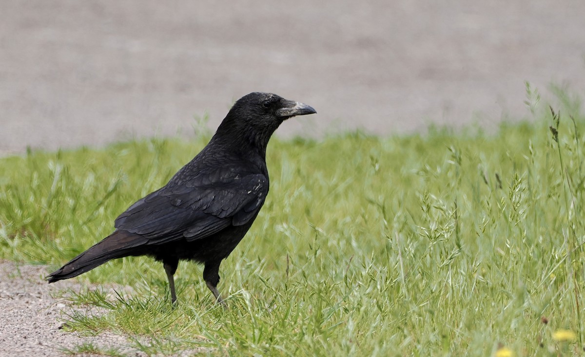 Carrion Crow - Cheryl Cooper