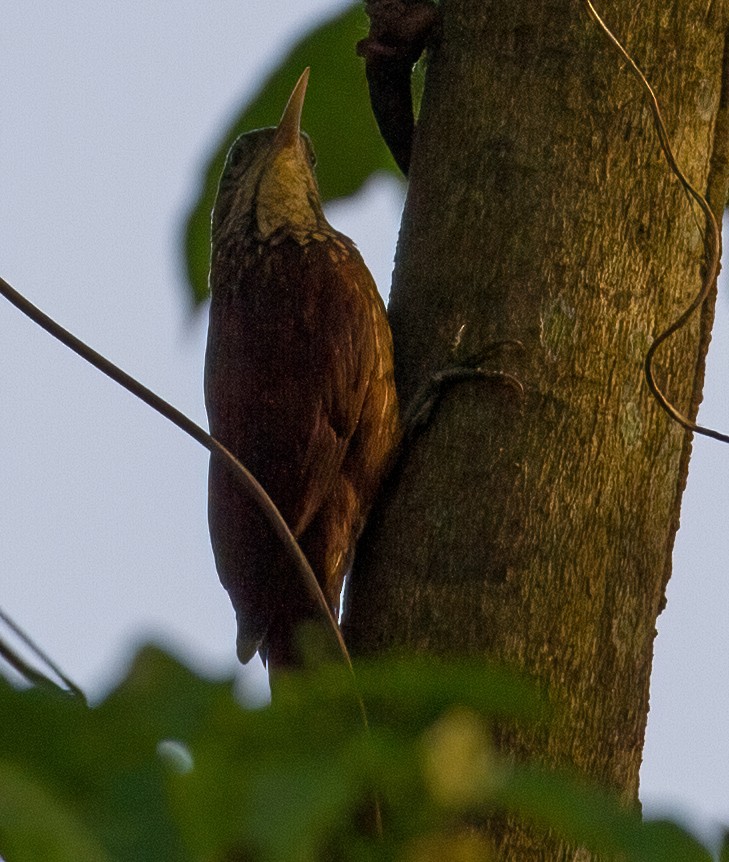 Straight-billed Woodcreeper - ML619535913