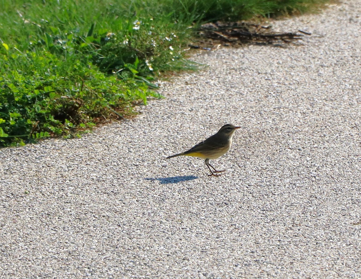 Palm Warbler - Lisa Maier