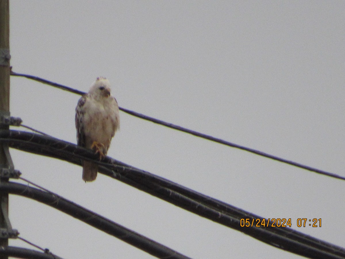 Red-tailed Hawk - crdf bird