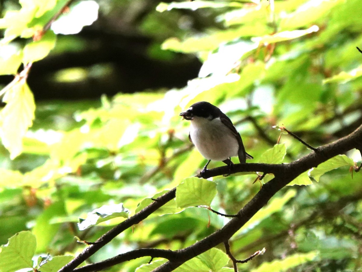 European Pied Flycatcher - David Astins