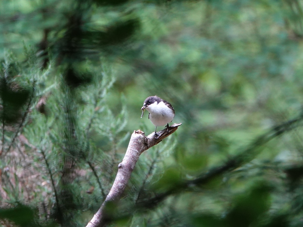 European Pied Flycatcher - David Astins