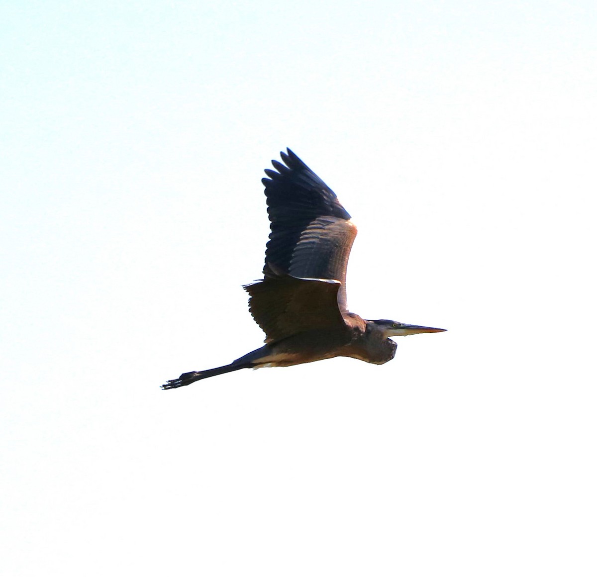 Great Blue Heron - Lisa Maier