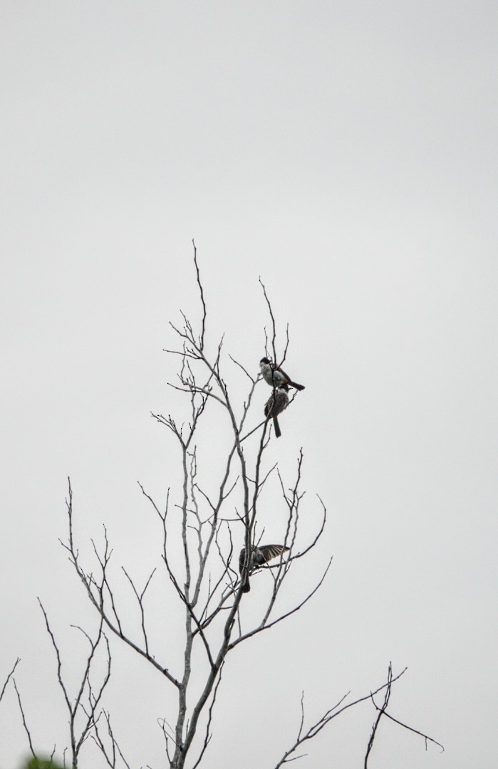 Sooty-headed Bulbul - Anonymous