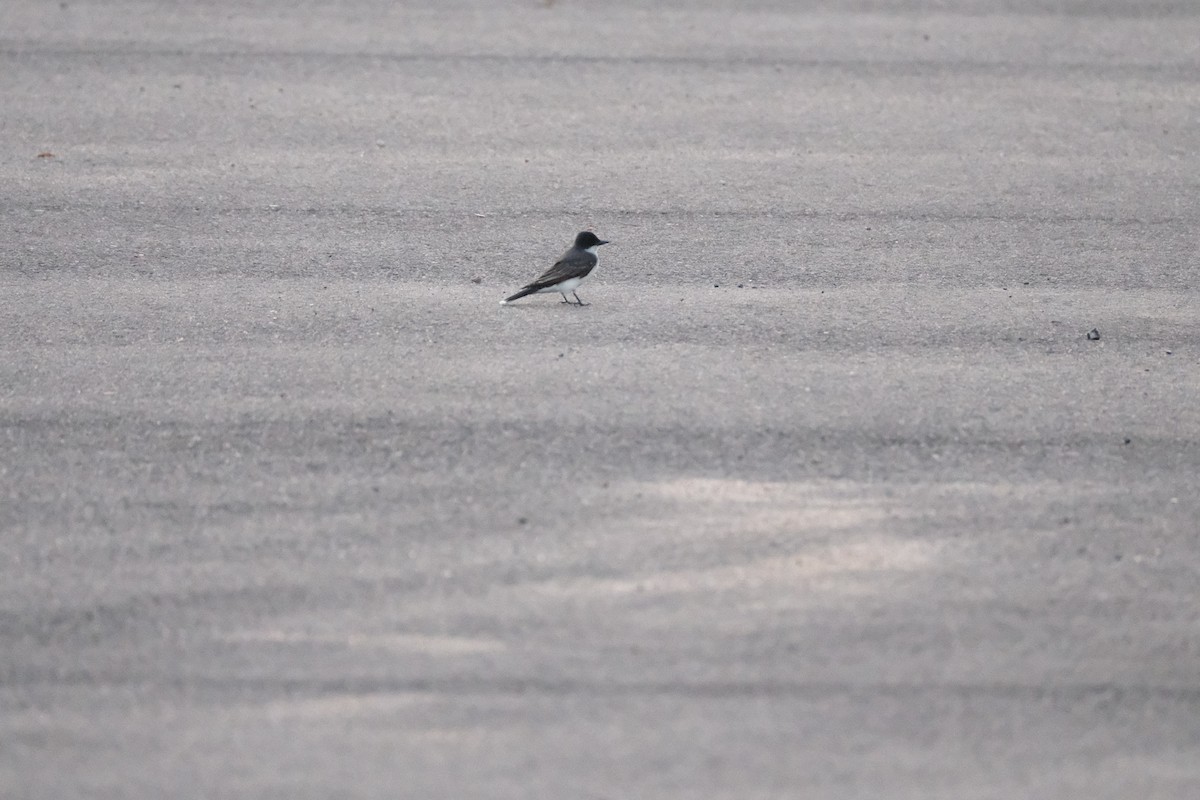 Eastern Kingbird - Todd DeVore