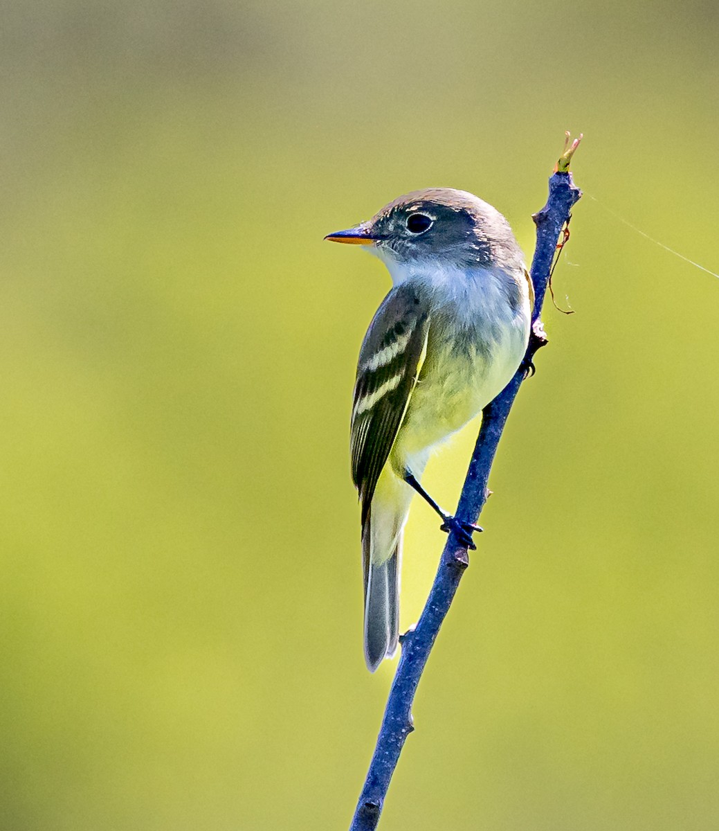 Alder Flycatcher - Mike Murphy