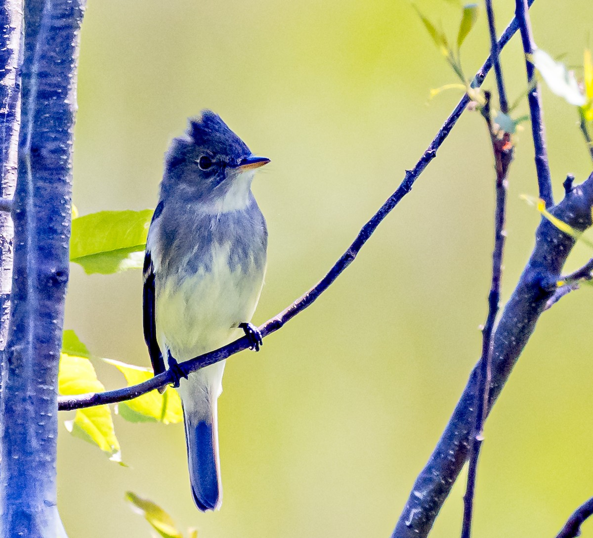 Alder Flycatcher - Mike Murphy