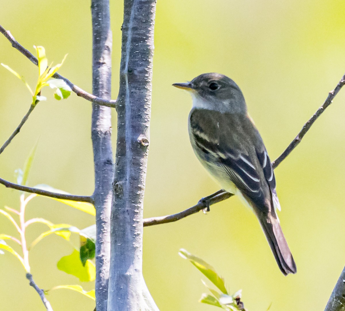 Alder Flycatcher - Mike Murphy