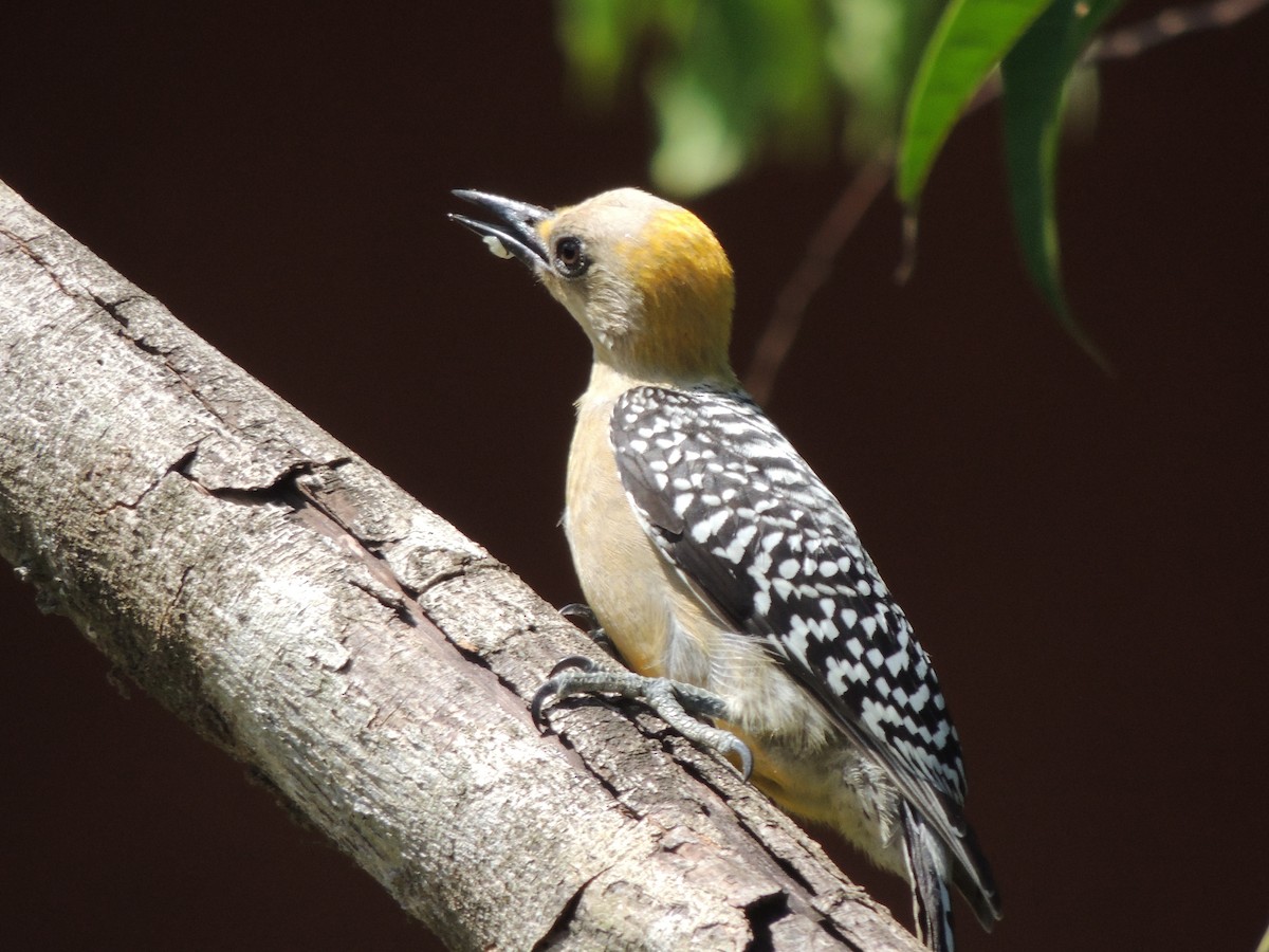 Hoffmann's Woodpecker - Roger Lambert