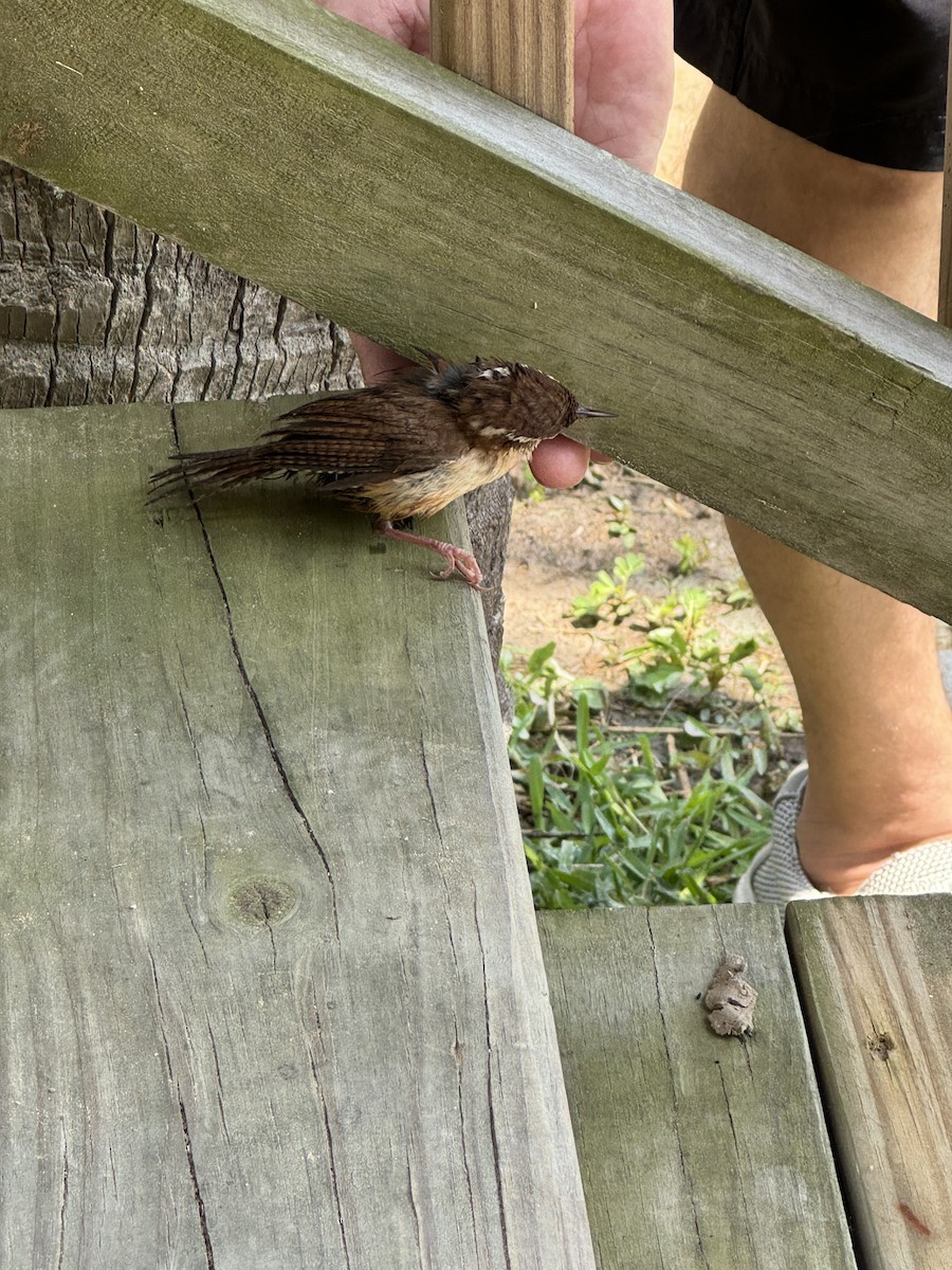 Carolina Wren - Dean Silvers