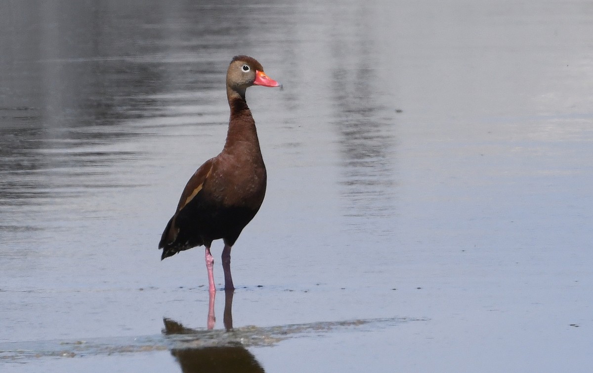 Black-bellied Whistling-Duck - Nancy Hetrick