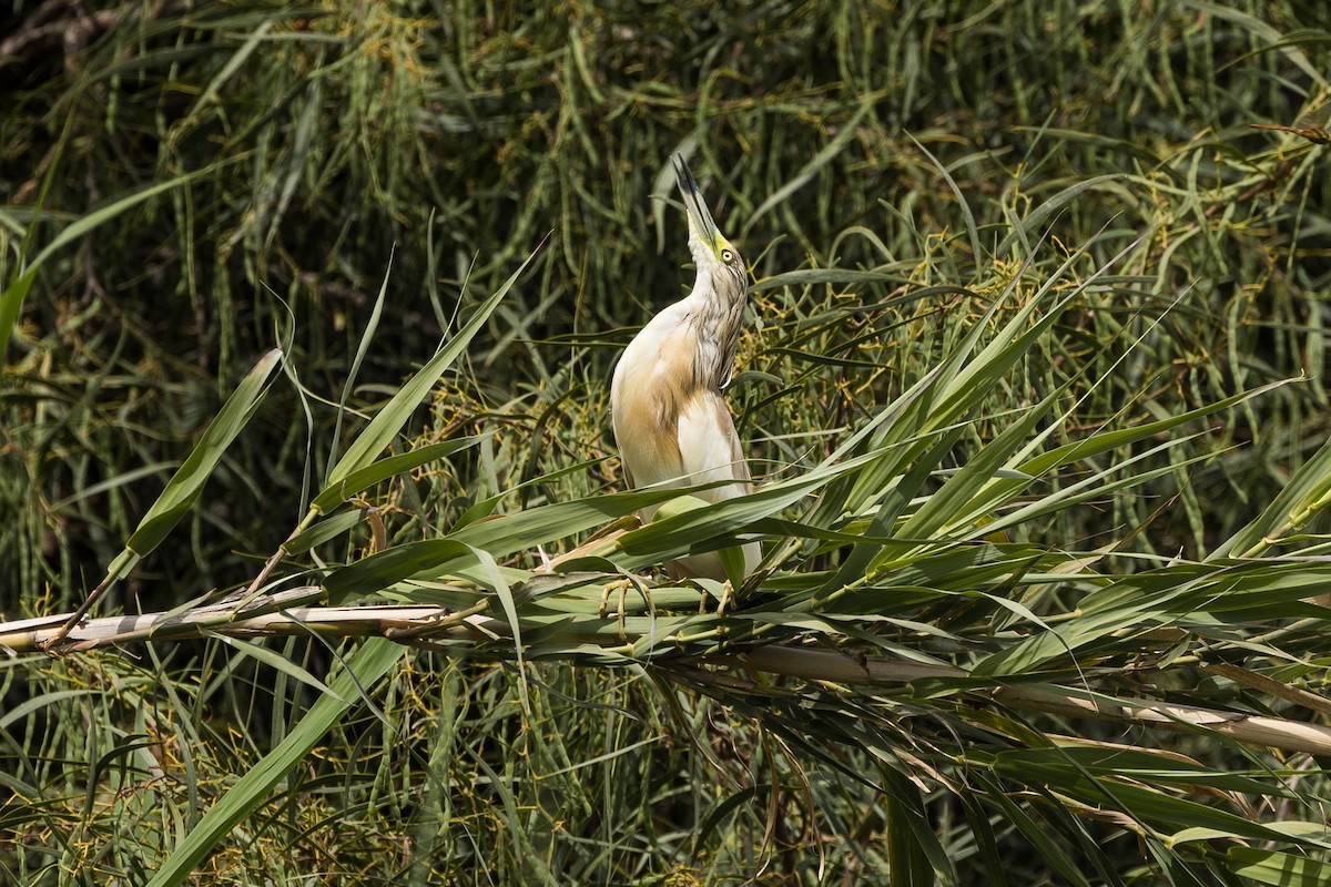 Squacco Heron - Stephen Wittkamp