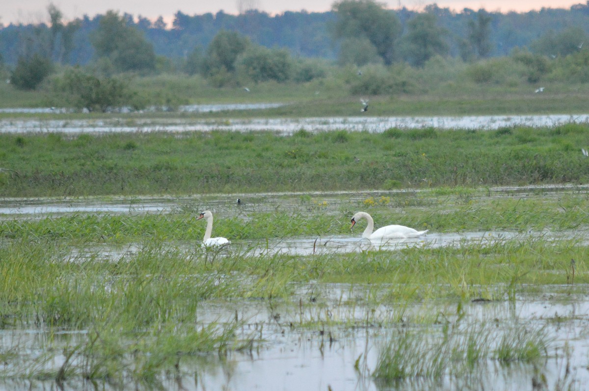 Mute Swan - Oksana Subotko