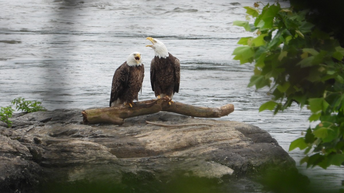 Bald Eagle - Andy Buchsbaum