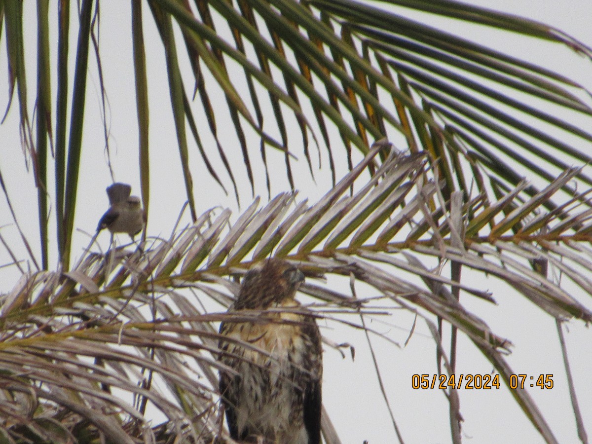 Red-tailed Hawk - crdf bird