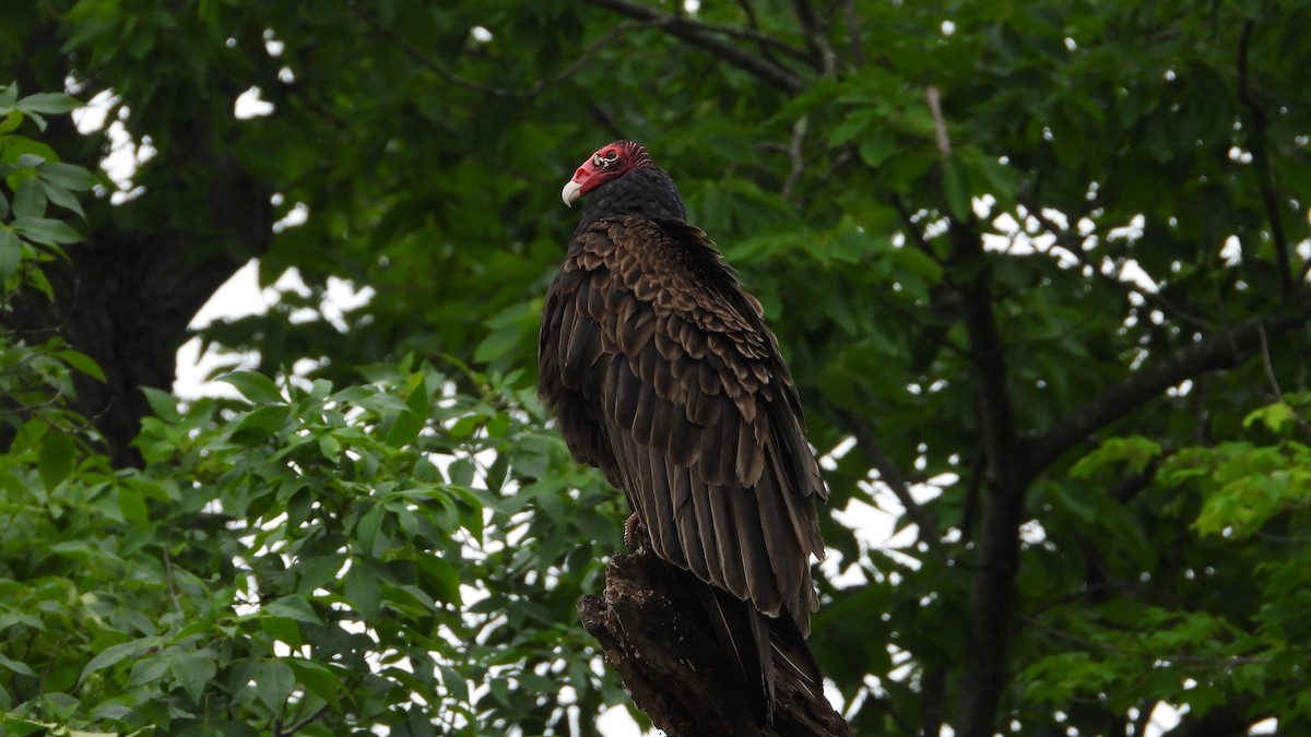 Turkey Vulture - Andy Buchsbaum