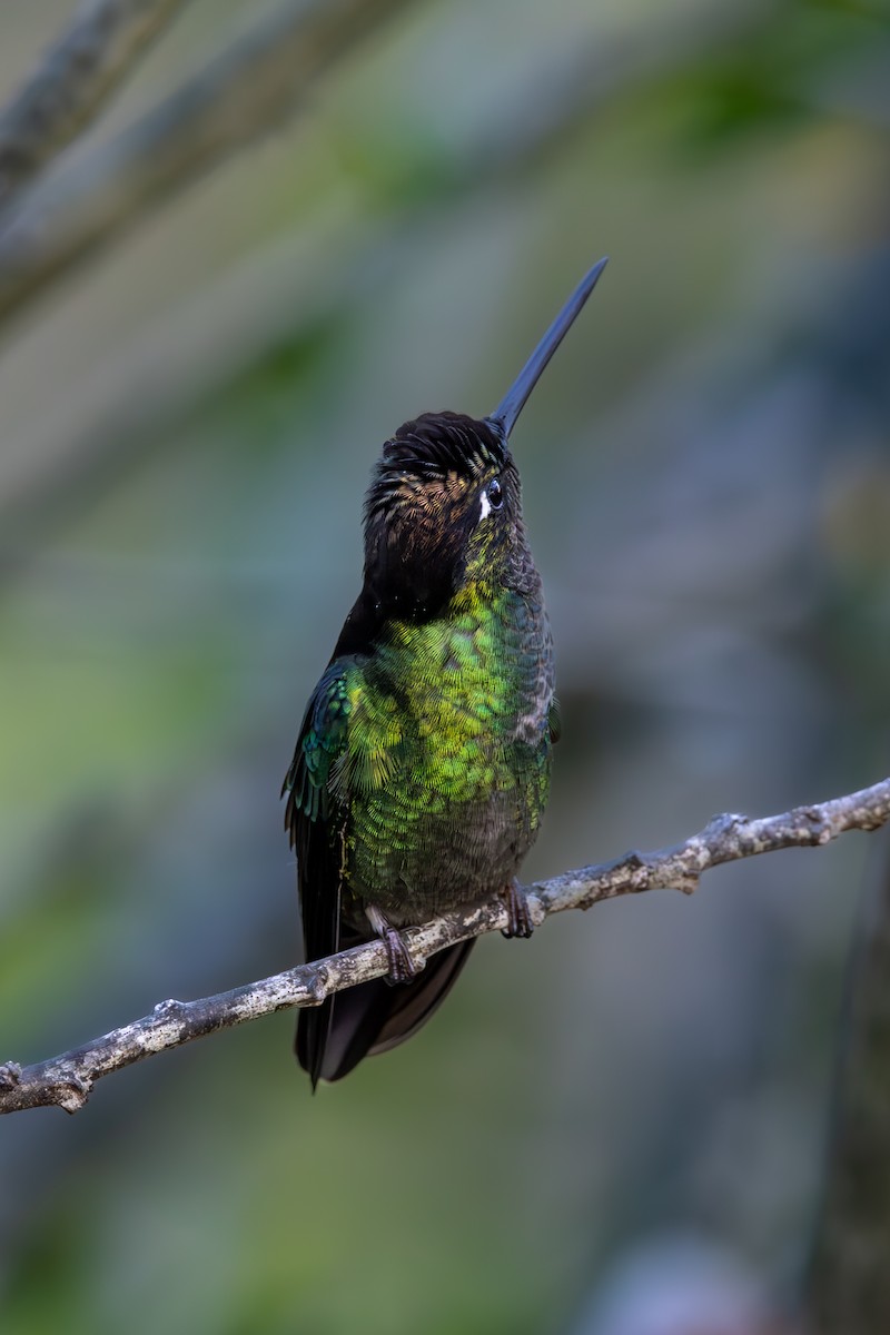 Talamanca Hummingbird - Mason Flint