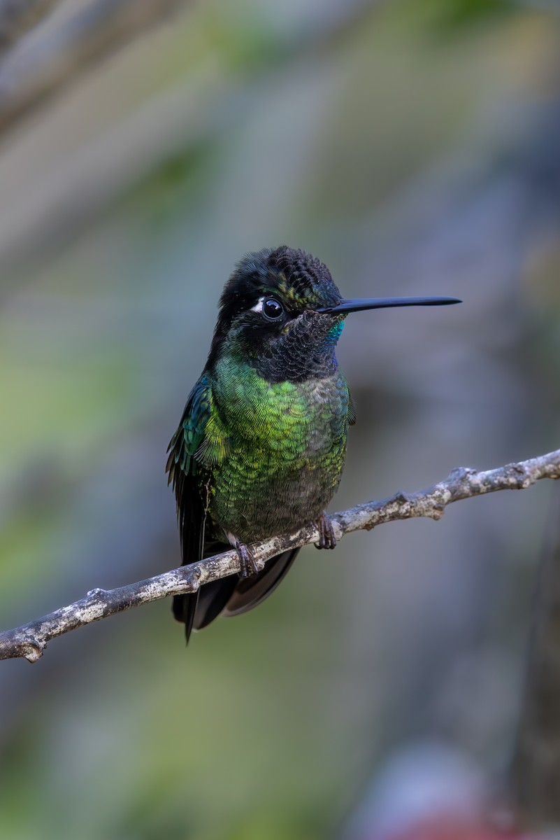 Talamanca Hummingbird - Mason Flint