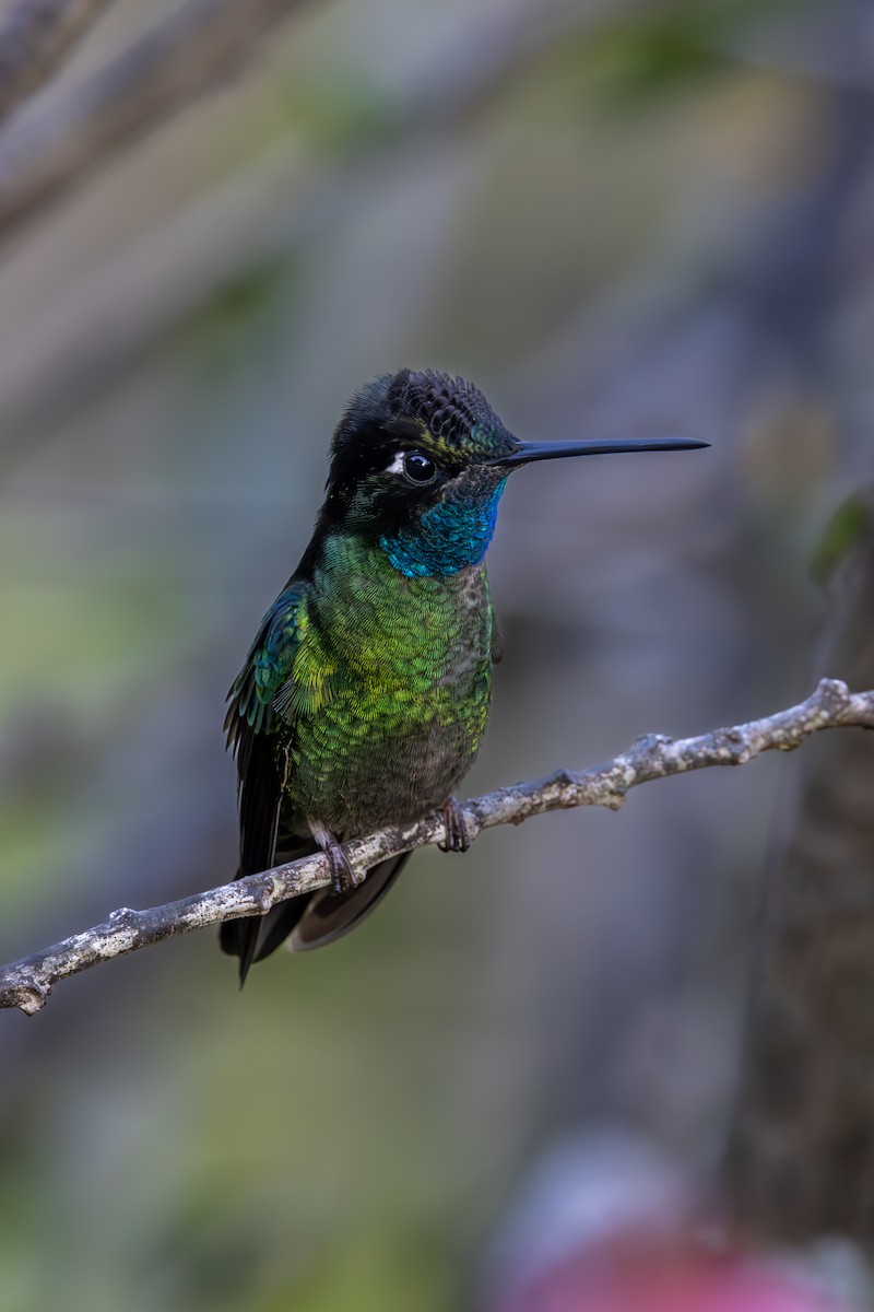 Talamanca Hummingbird - Mason Flint