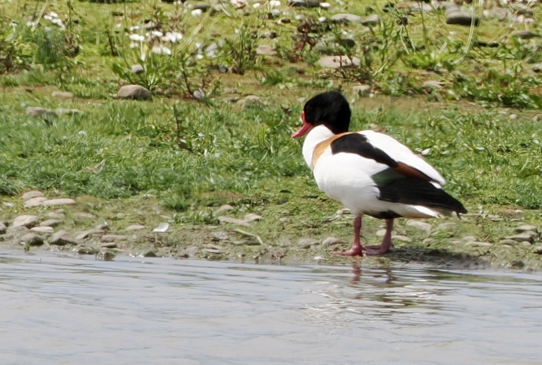 Common Shelduck - ML619535964