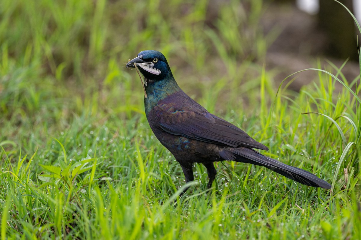 Common Grackle - Aaron Kaslow