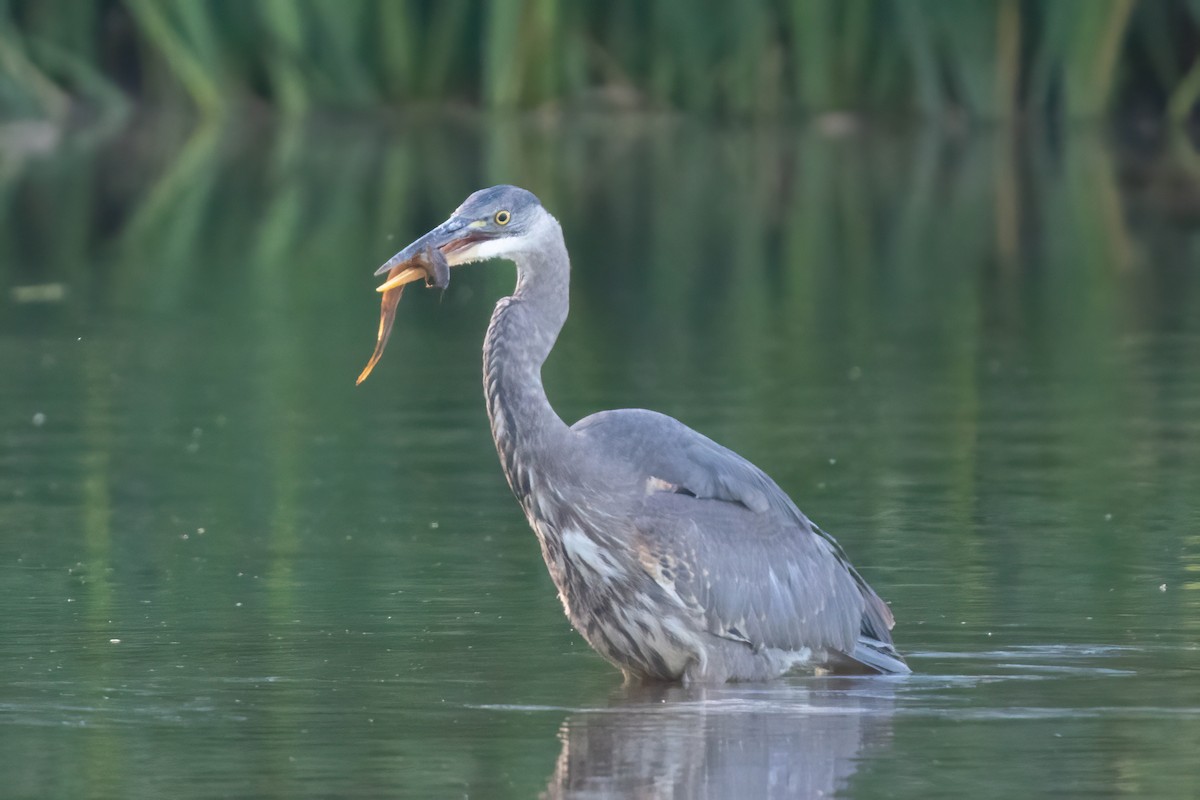 Great Blue Heron - James Patten