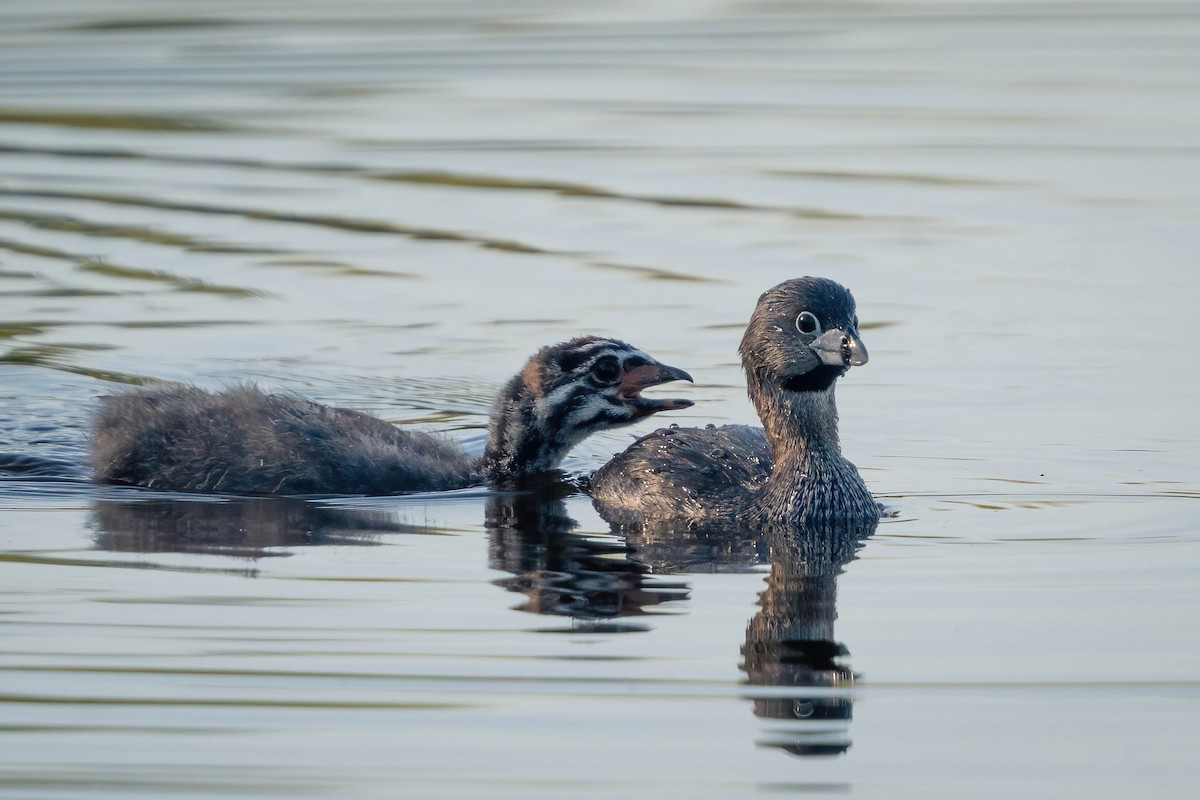 Pied-billed Grebe - James Patten