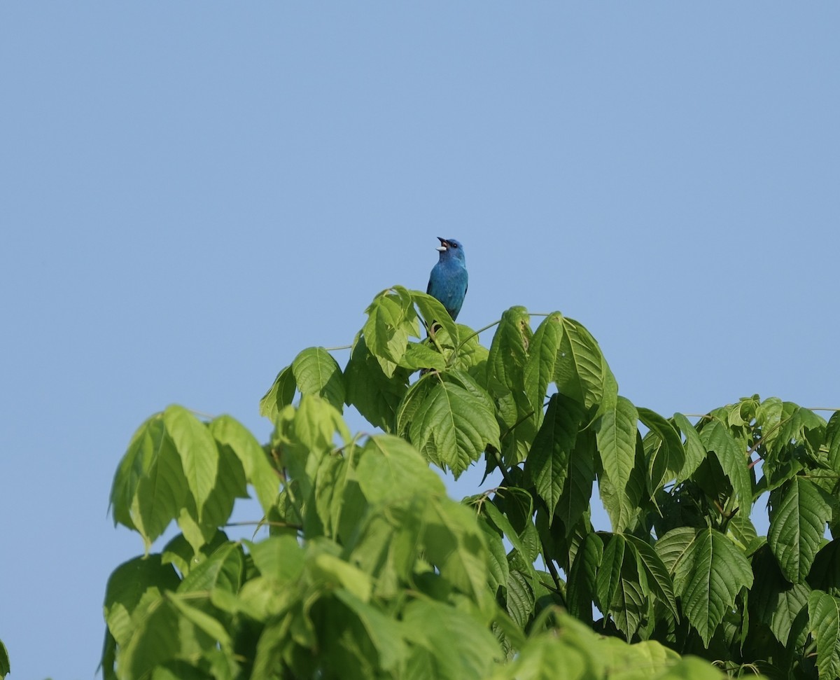 Indigo Bunting - Todd DeVore