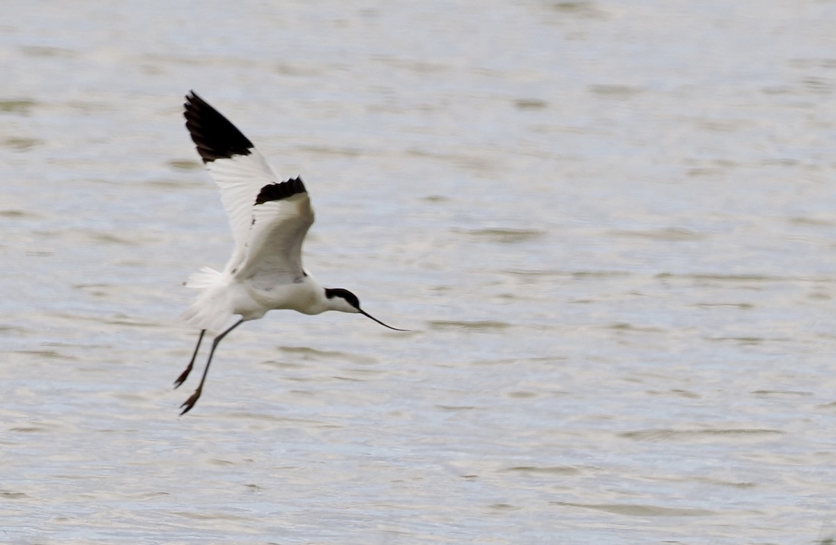 Pied Avocet - Cheryl Cooper