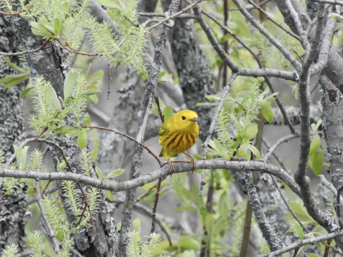 Yellow Warbler - Richard Lepage