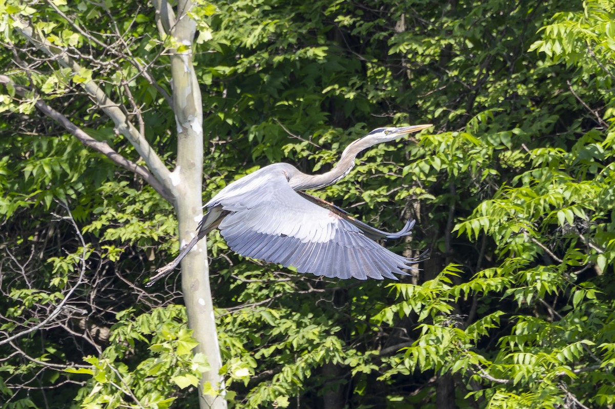 Great Blue Heron - Jay Smith