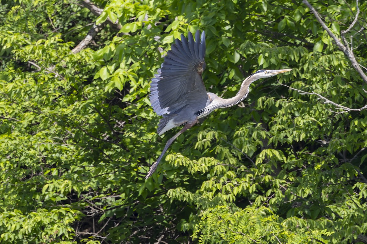 Great Blue Heron - Jay Smith